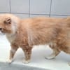 SIMBA QCT (j'ai trouvé ma famille)
