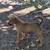 ZIGGY, CHIOT MÂLE BERGER CRÉOLE