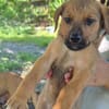 ZIGGY, CHIOT MÂLE BERGER CRÉOLE