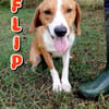 Flip