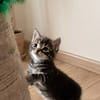 SIMON