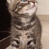SIMON
