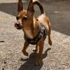 kleiner -Haudegen- möchte Hund sein