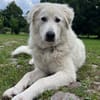 Klara sucht eine neue Familie