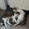 Traumpaar Mauri&Rumi sucht ein Zuhause