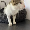 Lounis - Kleiner Charmeur sucht dich