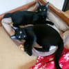 Tom & Ruby Tolle Lackfellchen