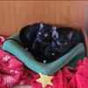 Tom & Ruby Tolle Lackfellchen
