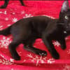 Tom & Ruby Tolle Lackfellchen