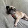 Pippa-Kleine Schmusemaus sucht ihr Glück