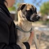 Pippa-Kleine Schmusemaus sucht ihr Glück