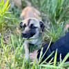 Pippa-Kleine Schmusemaus sucht ihr Glück