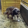 Kleine Zoe ab 04.06. auf PS in Offenburg