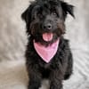 Lykke Freundliche Hundedame