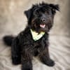 Lykke Freundliche Hundedame