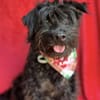 Lykke Freundliche Hundedame
