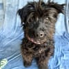 Lykke Freundliche Hundedame