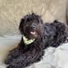 Lykke Freundliche Hundedame
