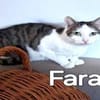 Liebe Farah - hoch schwanger entsorgt !
