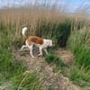 Buddy - Rüde in Deutschland