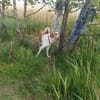 Buddy - Rüde in Deutschland