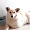 zuckersüße kleine Dori bei München!