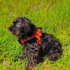 Schnoodle Mix Mädchen sucht Zuhause