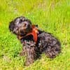 Schnoodle Mix Mädchen sucht Zuhause