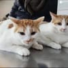 Copper & Monchi Verspieltes Dreamteam