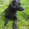 Wiebke, ein zauberhafter Dackel Mix