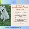 VINNI SUCHT SEIN FÜR-IMMER-ZUHAUSE