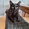 Kaito & Akita suchen ein neues Zuhause