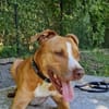 Cody, liebevoller Staff