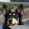 Liebevolle JOJO sucht liebevolle Familie
