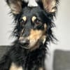 Liebevolle JOJO sucht liebevolle Familie