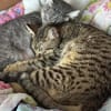 Chesire & Alice - Mutter-Tochterduo