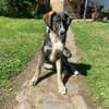 Vito - sanfter Traumhund in 54534
