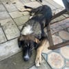 Vito - sanfter Traumhund in 54534