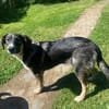 Vito - sanfter Traumhund in 54534