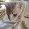 GINGER, zutraulich und verschmust