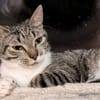 Connor sucht einen Kumpel zum Toben