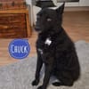 Chuck verliert sein Zuhause