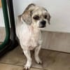 Lulu - aus RO, bald in DE, 44627 Herne