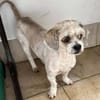 Lulu - aus RO, bald in DE, 44627 Herne