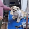 Lulu - aus RO, bald in DE, 44627 Herne