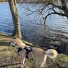 MERLIN * verzaubert dein Herz