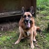 Maxl sucht dringend neues Zuhause