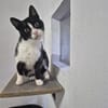 Alvira ein freundliches Katzenmädel