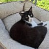 Alvira ein freundliches Katzenmädel