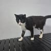 Alvira ein freundliches Katzenmädel